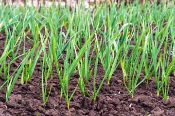 Young garlic sprouts in a garden bed or plantation