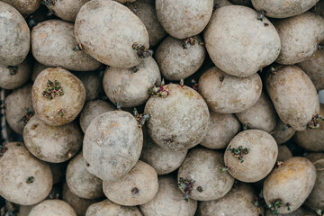  close up o the sproured seed potatos . High quality photo. 20 May 2023. Russia.