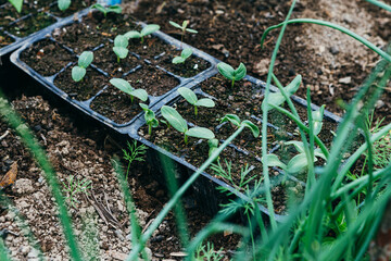 Green onion and seedlings of cucumbers in the seed bed in the greenhouse. 20 May 2023. Russia.