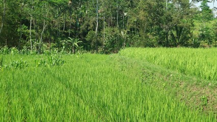 The view of green growing rice fields with long shot angle