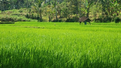 The view of green growing rice fields with long shot angle