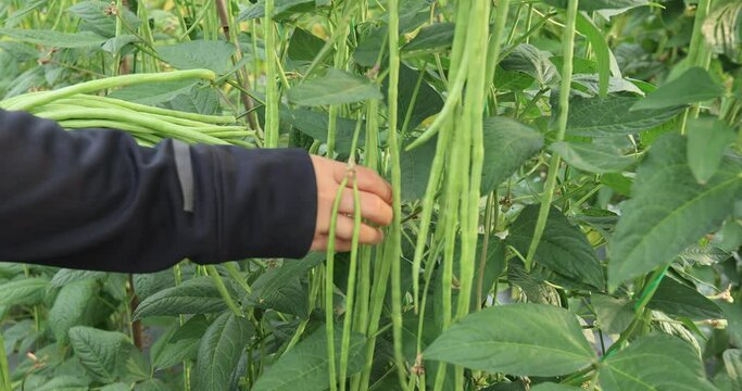 Long bean plants in growth at vegetable field