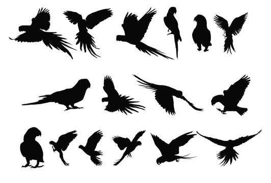 Set of cockatoo silhouette icon logo template vector illustration design