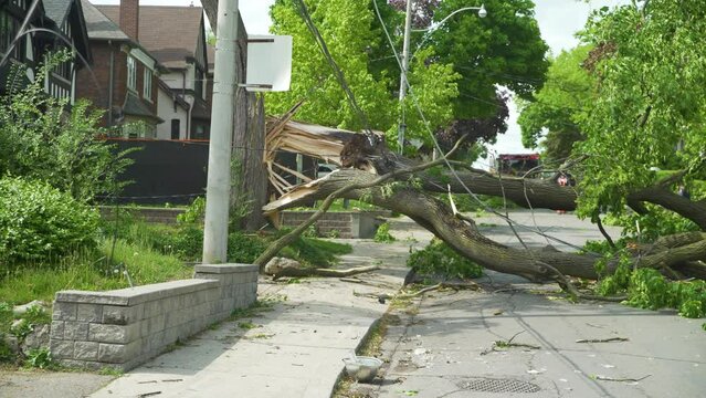 Tight shot of a tree that fell onto the road during a wind storm hitting powerlines on the way down cutting power to hundreds of people.