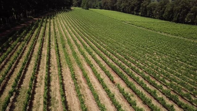 Winery Farms With Rows Of Vineyards In Constantia, Cape Town, South Africa. Aerial Drone Shot