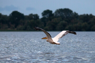 Great White Pelican (Pelecanidae) in the Danube Delta, Romania