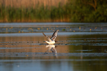 Pallas's gull, also known as the great black-headed gull seen in the Danube Delta, Romania