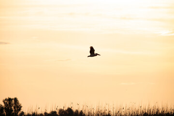 Great White Pelican (Pelecanidae) in the Danube Delta, Romania