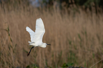 Majestic egret on the tranquil waters of the Danube Delta