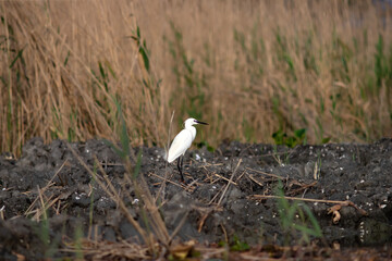 Majestic egret on the tranquil waters of the Danube Delta