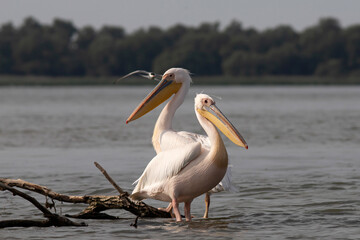 Fototapeta na wymiar Great White Pelican (Pelecanidae) in the Danube Delta, Romania