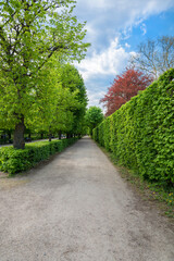 path in city park in early spring in sunny weather. Green fresh foliage on trees