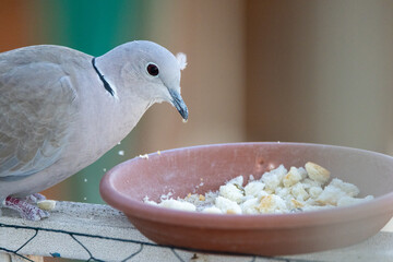 Streptopelia decaocto - Tórtola turca Pájaro alimentándose en un comedero de ciudad casero.