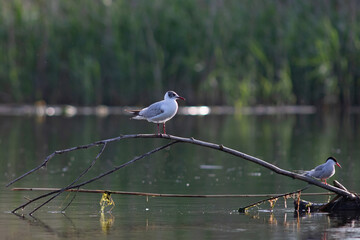 Pallas's gull, also known as the great black-headed gull seen in the Danube Delta, Romania