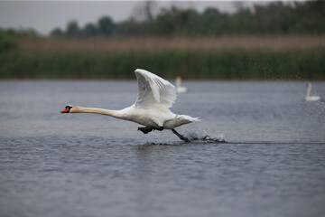 The Mute swan, Cygnus olor is a species of swan and a member of the waterfowl family Anatidae.