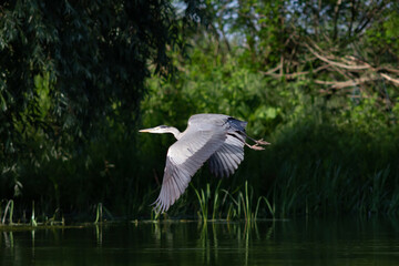 Gray heron in the Danube Delta, Romania
