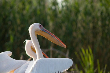 Great White Pelican (Pelecanidae) in the Danube Delta, Romania