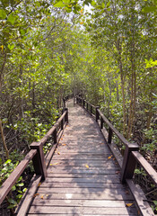 Closeup wooden bridge in the middle of mangrove forest, Petchaburi, Thailand.