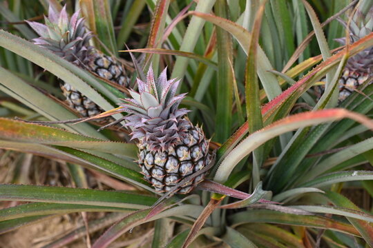 pineapple in fram