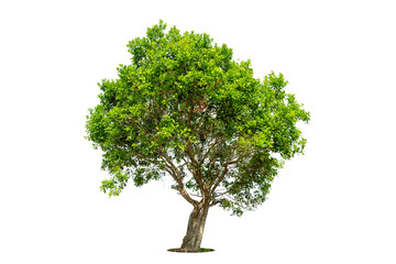 Cutout isolated tree for use as a raw material for editing work. isolated beautiful fresh green deciduous almond tree on white background with clipping path.