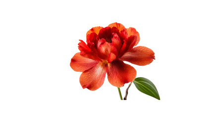 Red hibiscus flower isolated on transparent background.