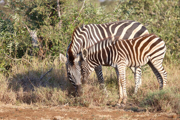Steppenzebra / Burchell's zebra / Equus quagga burchellii.