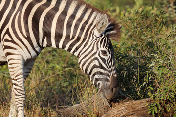 Steppenzebra / Burchell's zebra / Equus quagga burchellii