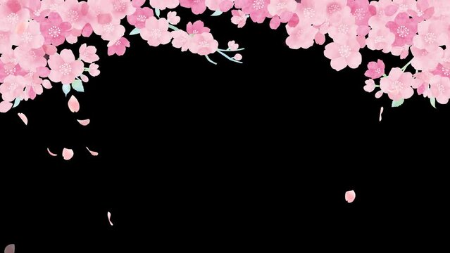 Watercolor cherry blossoms. transparent background.loop video.(088)