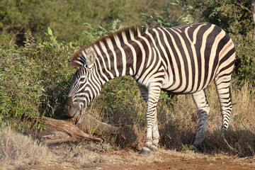 Steppenzebra / Burchell's zebra / Equus quagga burchellii