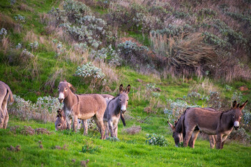 donkey and foal