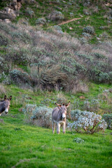 donkey