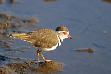 Dreibandregenpfeifer / Three-banded plover or Three-banded sandplover / Charadrius tricollaris