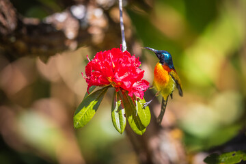 Green-tailed sunbird, beautiful bird on azalea Phohodendron.
