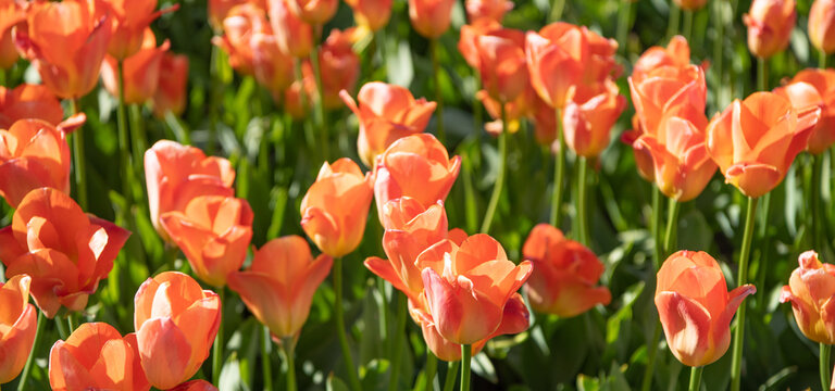 orange tulip flower in summer nature. photo of tulip nature flower. tulip flower in spring nature.