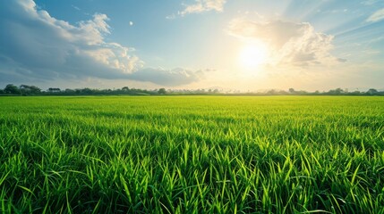 lush green field under bright in clear sky.