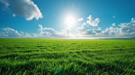 Fototapeta premium lush green field under bright in clear sky.