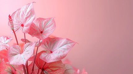 big copy space with gorgeous Caladium bicolor in a pink surface with a big empty space for text or products, Generative AI.