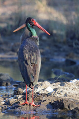 Schwarzstorch / Black Stork / Ciconia nigra.