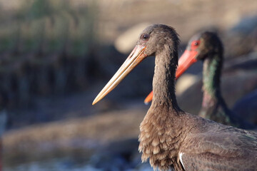 Schwarzstorch / Black Stork / Ciconia nigra..