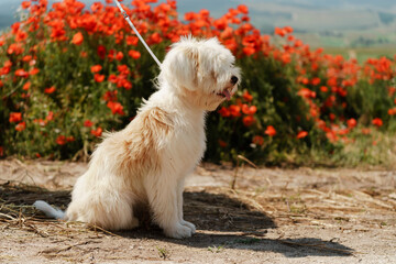 White dog puppy sits in a poppy field. Natural background with dog puppy sitting on a summer Sunny meadow surrounded by flowers.