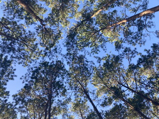 big tall branches of green pine trees against the bright blue sky in full-frame, shot from worm eye view