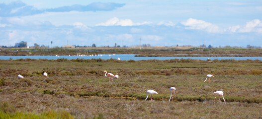 Fototapeta na wymiar Flamingos in wetland of Ebro river Delta in springtime. Natural Park in Tarragona, Spain..
