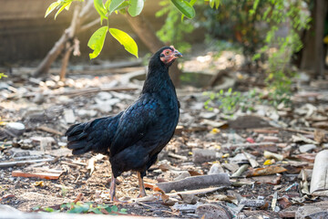 Safe zone for chicken stray. Young hen walking in the garbage yard behind the temple of Thailand.