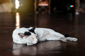 White Cat with black spots sleeping in Replica Naga Cave at Wat Bua Khwan one of the most famous...