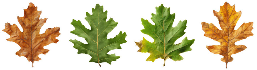 Fototapeta premium oak leaves isolated on a transparent background. 