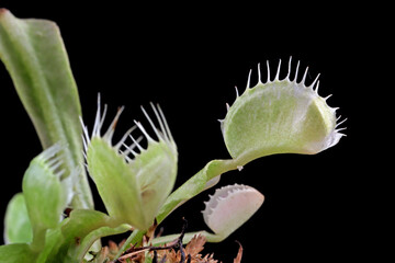 Carnivorous varigata plant on isolated background, Carnivorous plant closeup