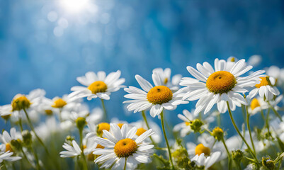 Sunny spring field: Vibrant camomile flowers under the sun