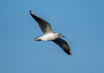 seagull in flight
