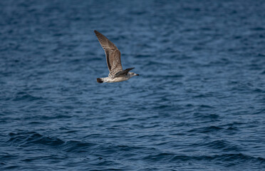 seagull in flight