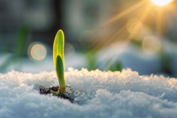Close up of young green sprout emerging from snowy frozen ground in sunlight. Season concept of...